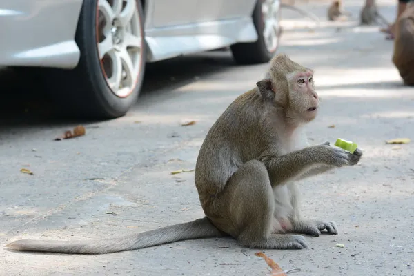 Nourrir un singe — Photo