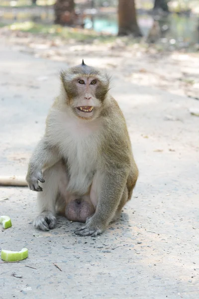 Feeding a monkeys — Stock Photo, Image