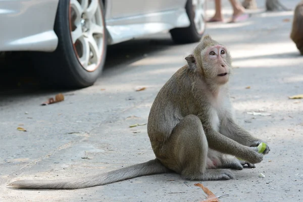 猿の餌付け — ストック写真