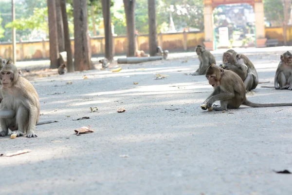 Alimentar um macaco — Fotografia de Stock