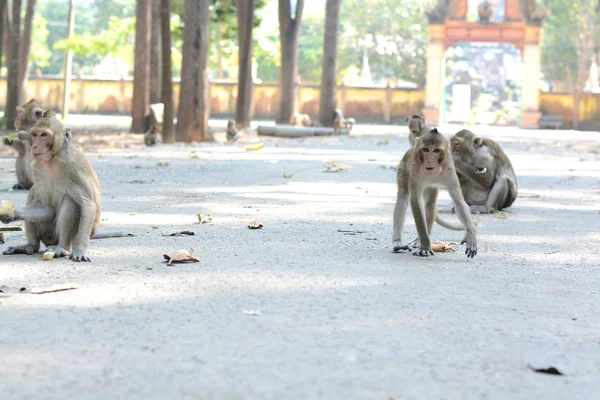 Karmienie małp — Zdjęcie stockowe