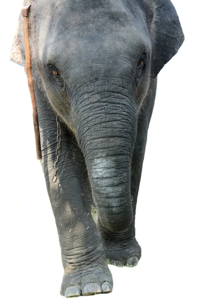 Elefant isoliert — Stockfoto