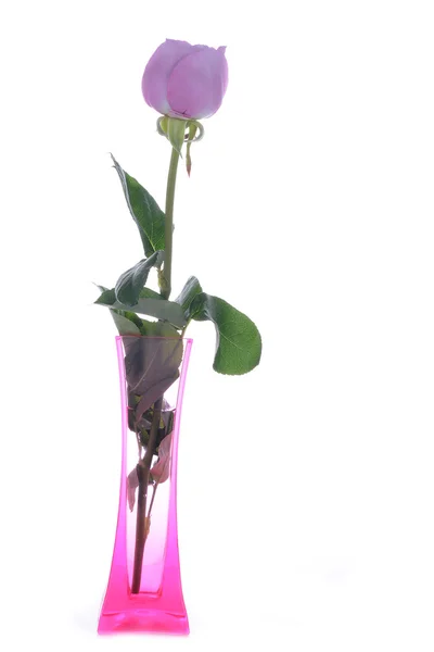 Пурпурная роза в вазе — стоковое фото