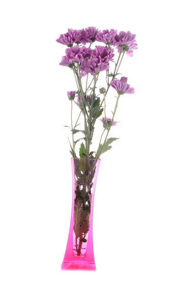 Paarse daisy flower in roze vaas geïsoleerd — Stockfoto