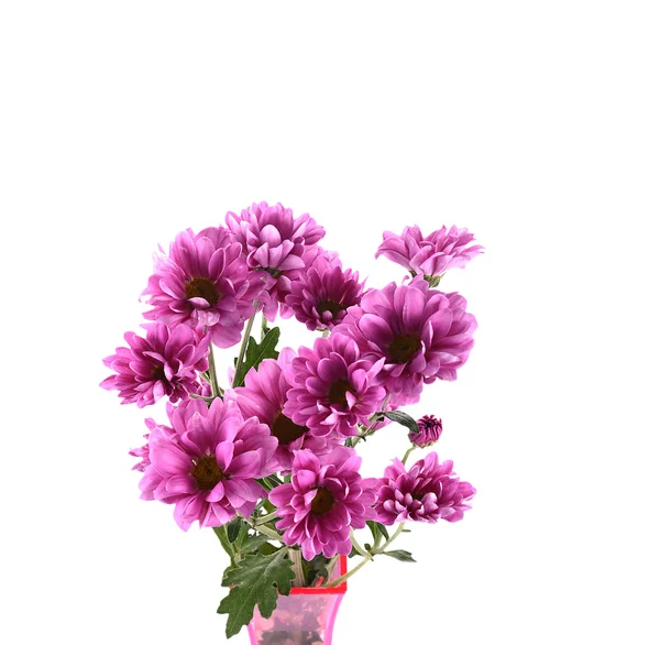 Flor de margarita púrpura en florero rosa aislado — Foto de Stock