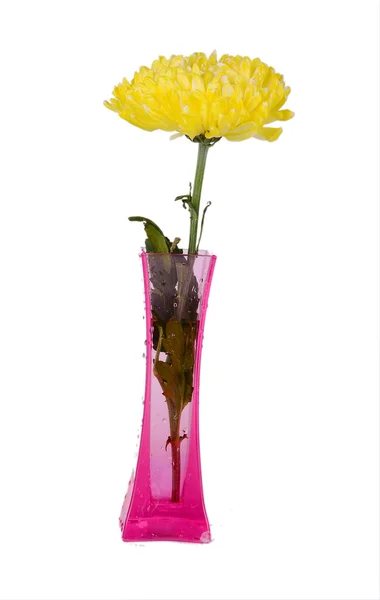 Żółte chryzantemy w różowy wazon — Zdjęcie stockowe