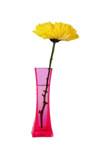 Crisântemos amarelos em vaso rosa — Fotografia de Stock