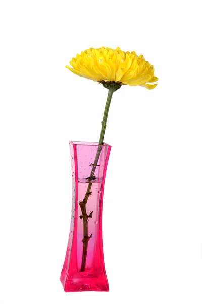 Crisântemos amarelos em vaso rosa — Fotografia de Stock