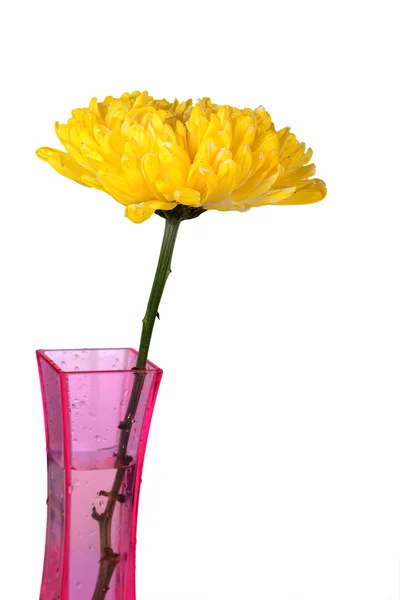 Yellow chrysanthemums in pink vase — Stock Photo, Image