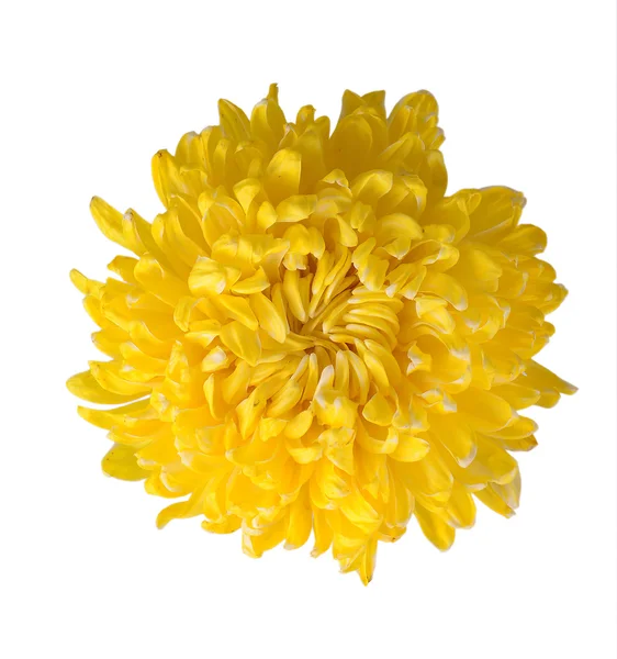 Flor de crisântemo amarelo — Fotografia de Stock