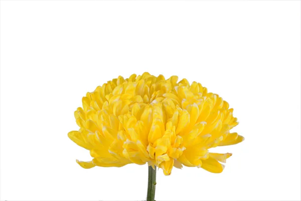 Žlutá květy chryzantémy — Stock fotografie