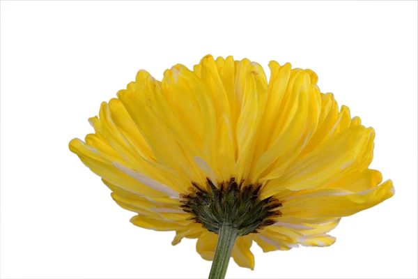 Gele chrysant bloem — Stockfoto