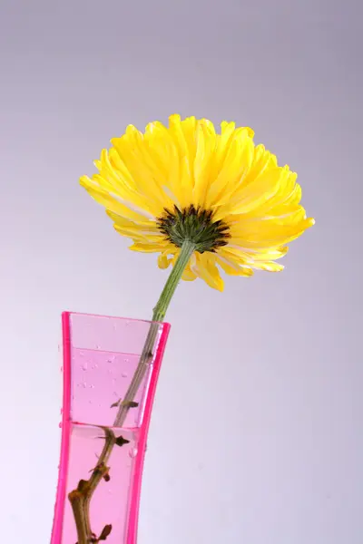 Crisântemos amarelos em vaso rosa — Fotografia de Stock