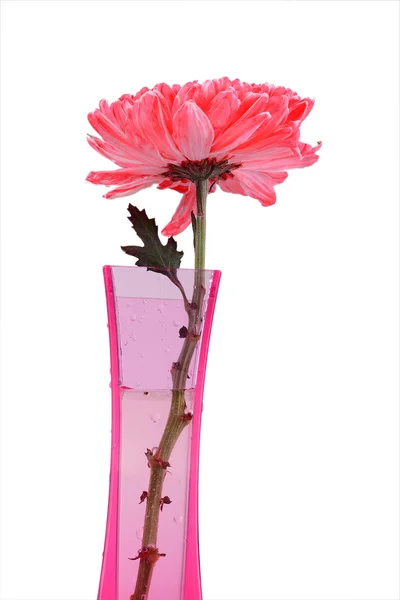 Crisântemo vermelho Flores em vaso — Fotografia de Stock