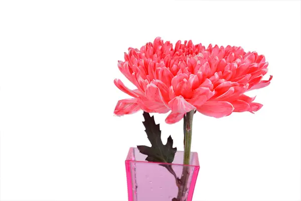 Röd chrysanthemum blommor i vas — Stockfoto