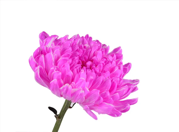 Roze chrysant bloem — Stockfoto
