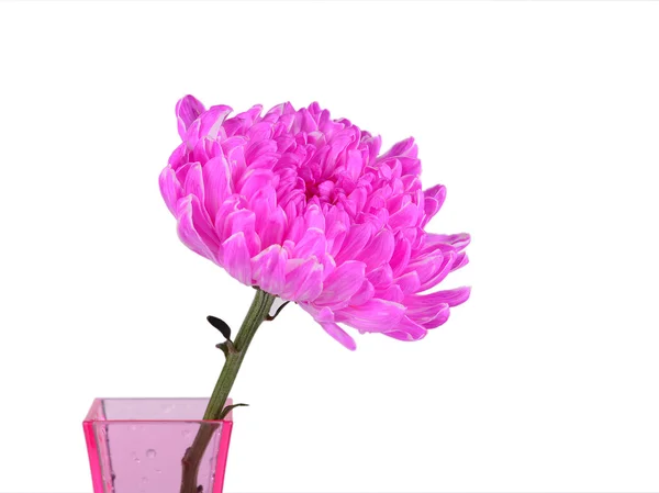 Roze chrysant in vaas — Stockfoto