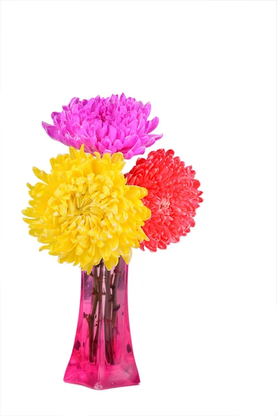 Mix barevných chryzantéma — Stock fotografie