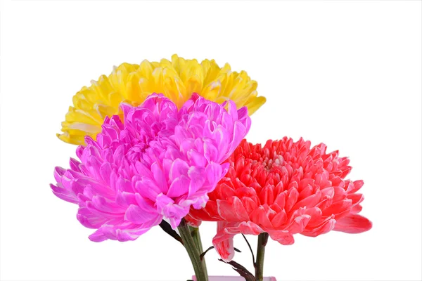 Meng kleurrijke chrysant — Stockfoto