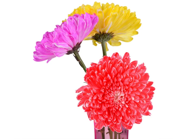 Mescolare crisantemo colorato — Foto Stock