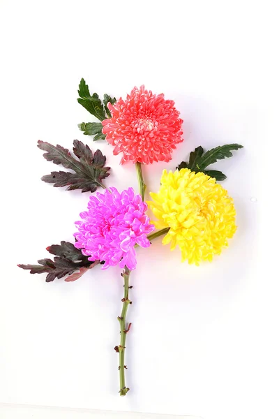 Mélanger chrysanthème coloré — Photo