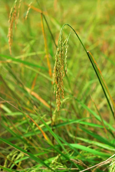 RICE EAR OF PADDY — Stock Photo, Image