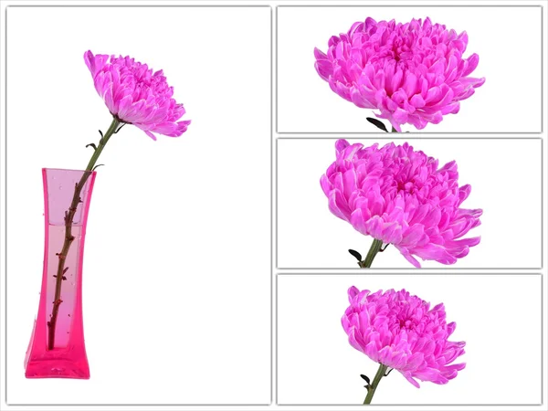 Röd chrysanthemum blommor i vas samling — Stockfoto