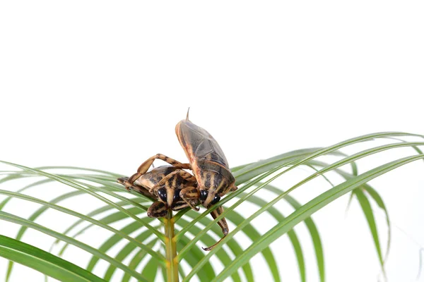 Inseto gigante água — Fotografia de Stock