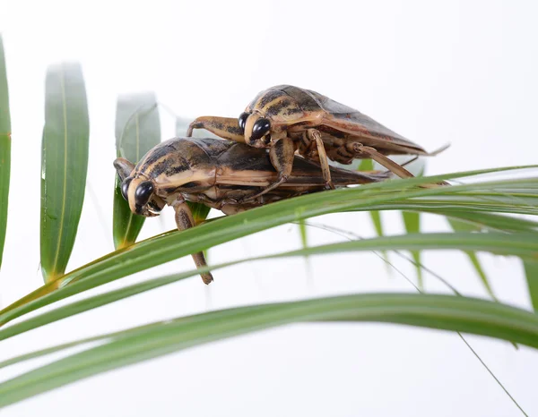 Insecto de agua gigante —  Fotos de Stock