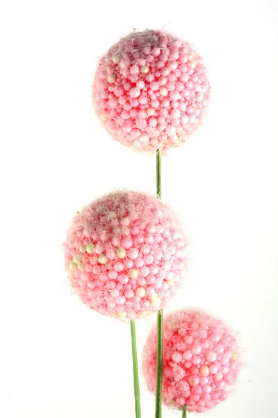 Fleurs artificielles — Photo