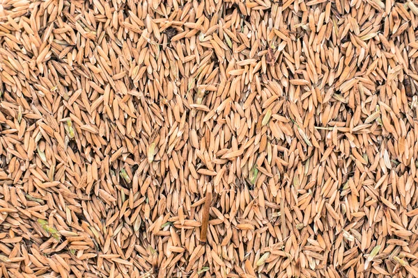 Nálada shot z rýže — Stock fotografie