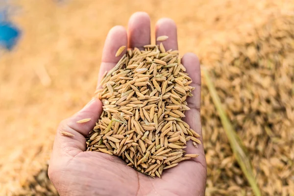 Mood shot of rice grain — Stock Photo, Image