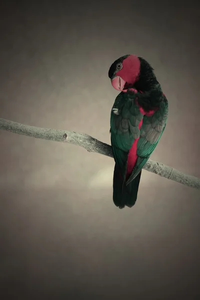 Барвистий папуга на гілці — стокове фото