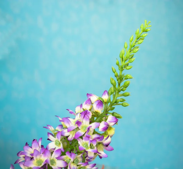 Růžový pruhovaný orchidej květina — Stock fotografie