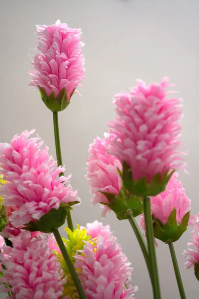 Various types of flowers — Stock Photo, Image