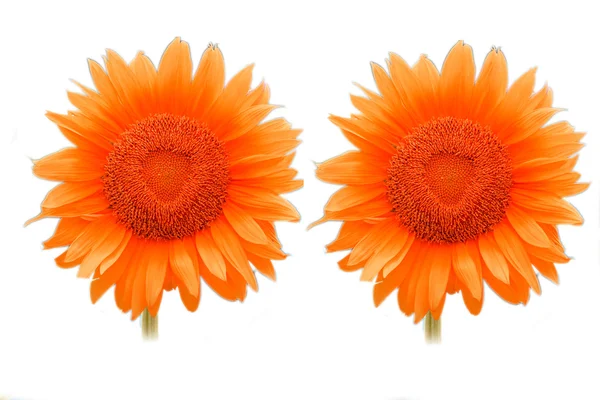 Sonnenblume. Nahaufnahme. isoliert — Stockfoto