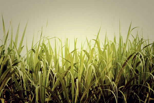 Green sugarcane leaves isolated — Stock Photo, Image