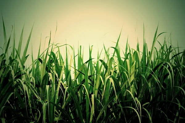 Yeşil şeker kamışı izole bırakır