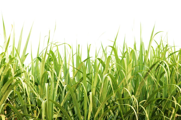 녹색 사탕수수 잎 격리 — 스톡 사진