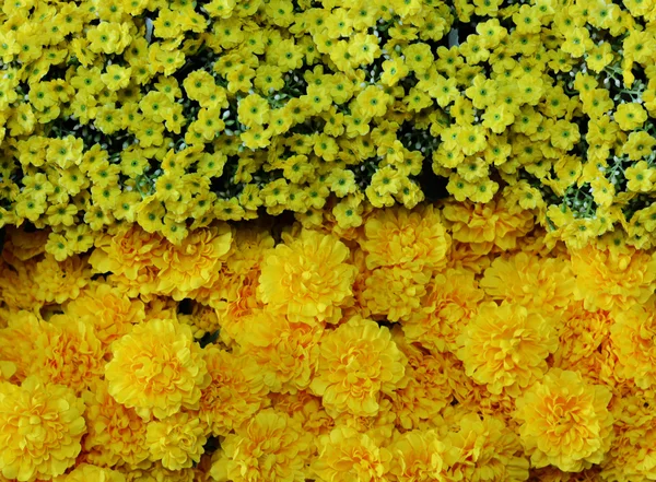 Verschillende types van bloemen — Stockfoto