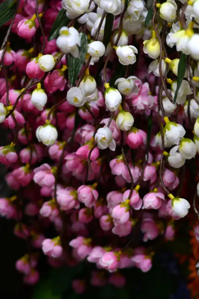 Třešňový květ sakura — Stock fotografie