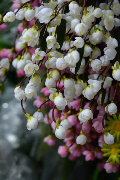 Cherry blossom sakura — Stock Photo, Image