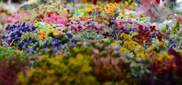 Verschiedene Arten von Blumen — Stockfoto