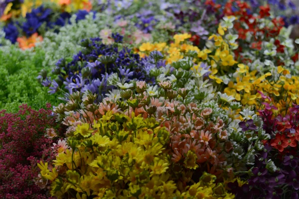 Vari tipi di fiori — Foto Stock