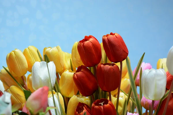 Bunte Tulpen — Stockfoto