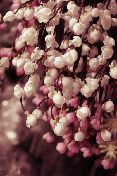 cherry blossom sakura