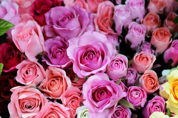 Tle kolorowe róże — Zdjęcie stockowe