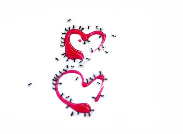 개미와 하트 모양의 빨간색 시럽 — 스톡 사진