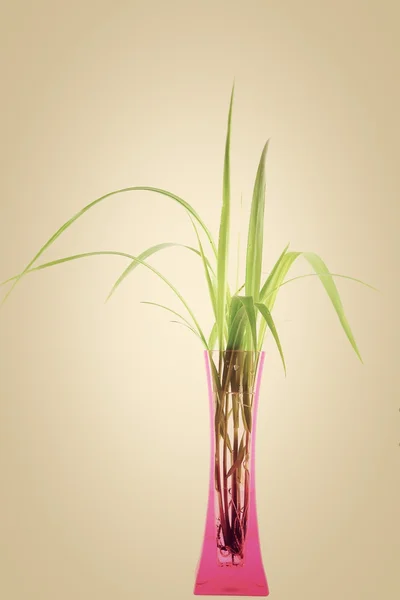 Молода зелена рослина у вазі ізольована — стокове фото