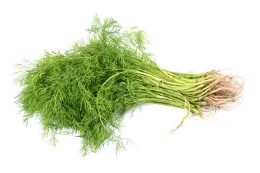  beyaz zemin üzerine anethum graveolens